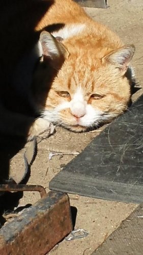 ひもきちさん
