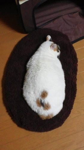 さっちゃん