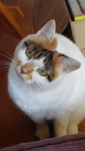 ニャコム