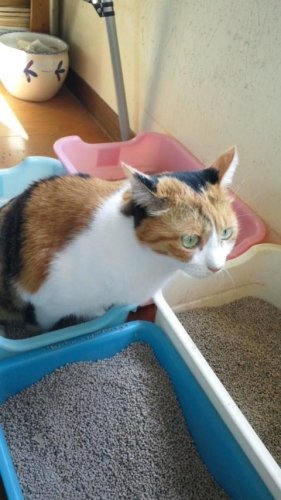 アニマルフクちゃん