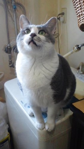 ニャコム