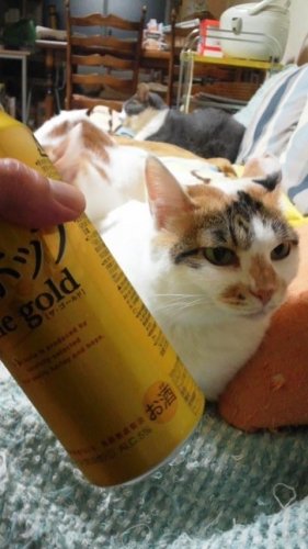 今日も