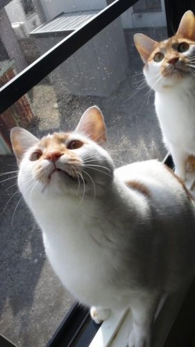 ニャコム