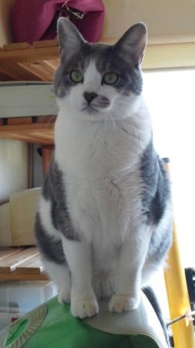 ニャコム