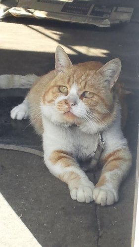 ひもきちさん