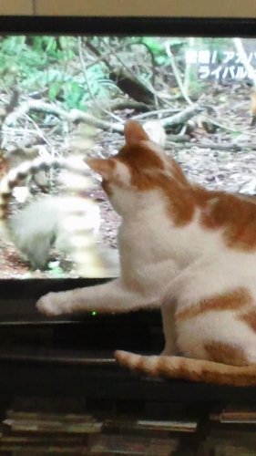 オレたん