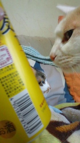 今日も