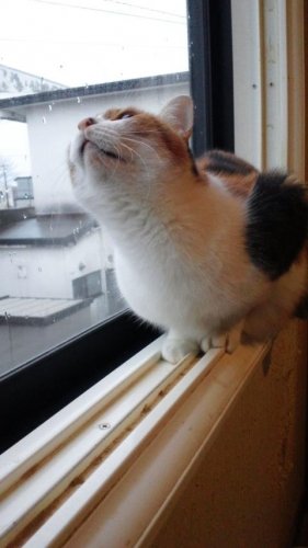 ニャコム