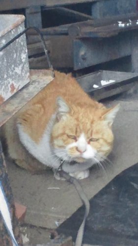 ひもきちさん