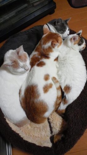 ニャコム