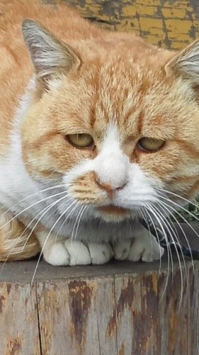 ひもきちさん