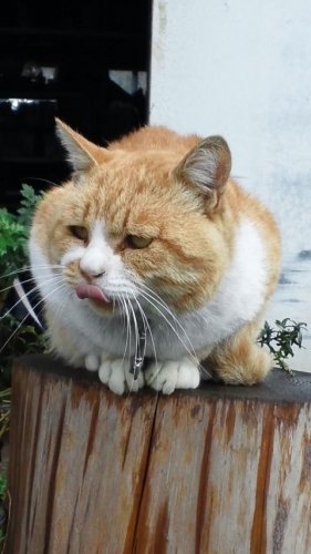 ひもきちさん