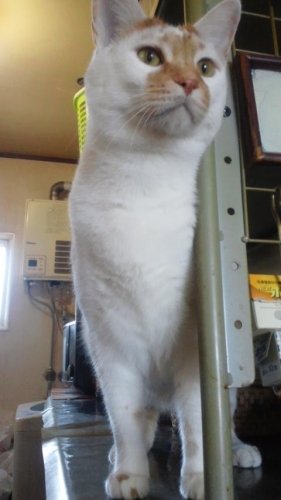 ニャコム