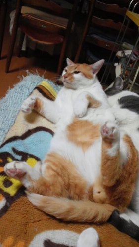 オレたん