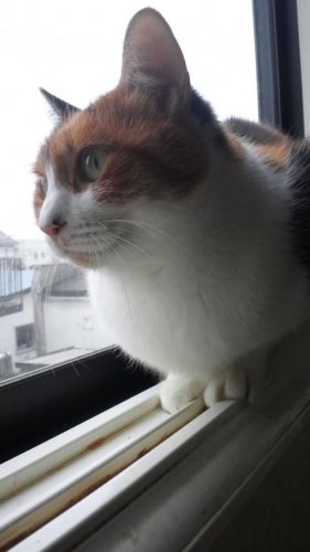 ニャコム