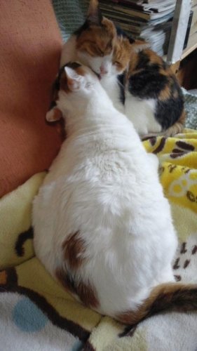 さっちゃんフクちゃん