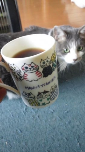 コーヒー