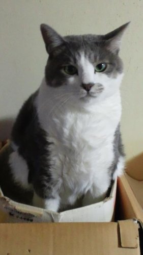 ニャコム