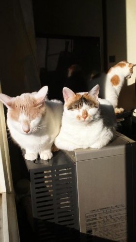 ひなたぼっこ