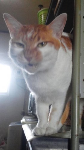 ニャコム
