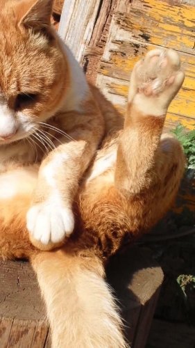 ひもきちさん