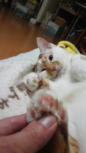 フットケア