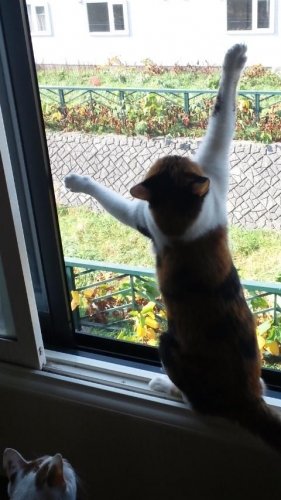 助けてけれ～(°□°;)