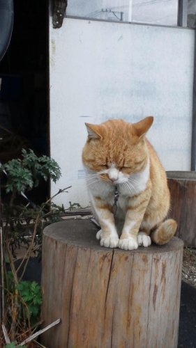 ひもきちさん