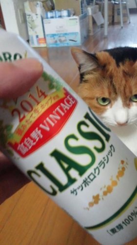 今日も