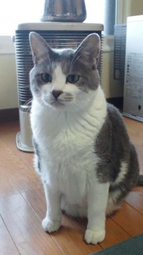 ニャコム