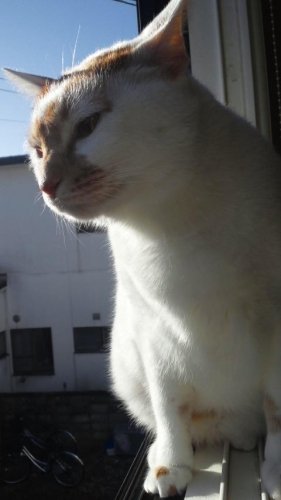 ニャコム