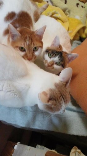 ニャコム
