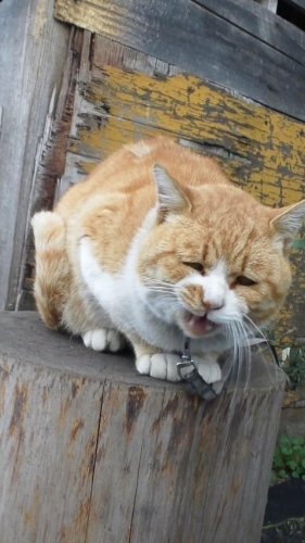 ひもきちさん