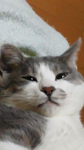 グレ