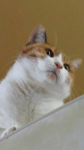 ニャコム