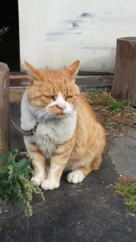ひもきちさん