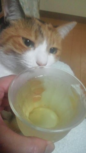 梅サワー