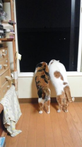 夜ニャコム