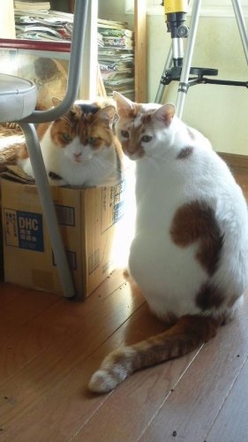 ニャコム