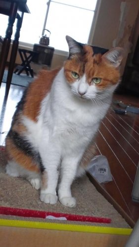 ニャコム
