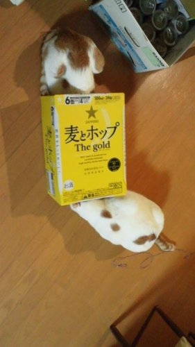 かるたの あ