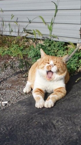 ひもきちさん