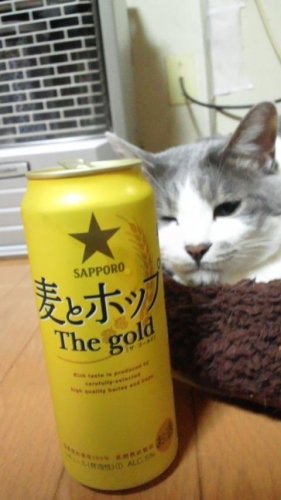 今日も