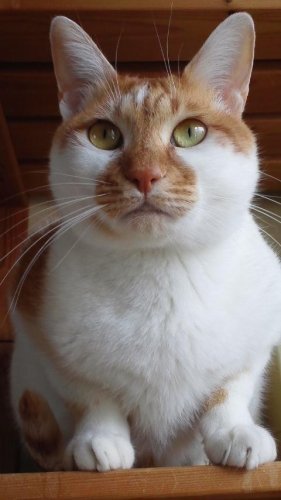 ニャコム