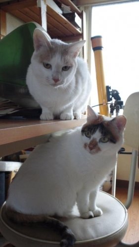 ニャコム