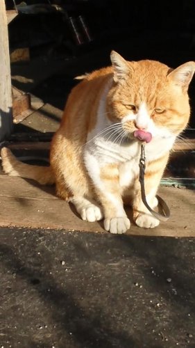 ひもきちさん