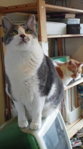 ニャコム