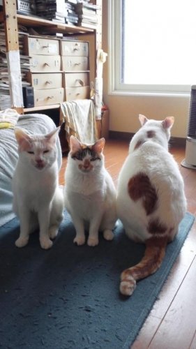 巨大猫