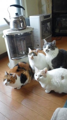 ニャコム