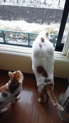 ニャコム